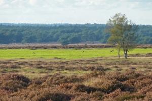 veluwe2 300